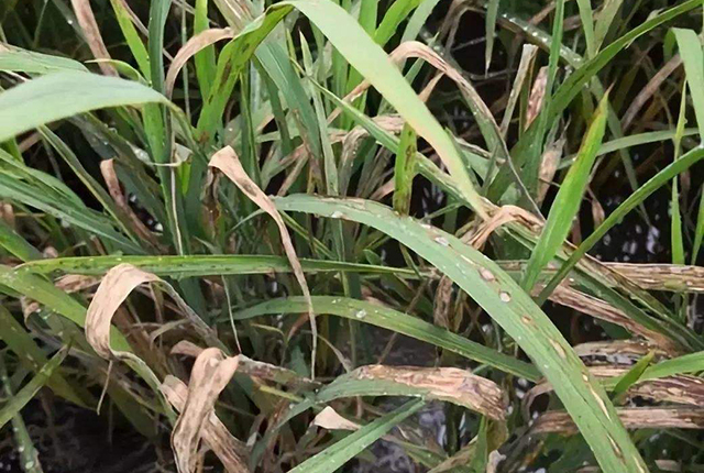 进入三伏天,高温高湿成常态,水稻稻瘟病难防难治,农民要这样做