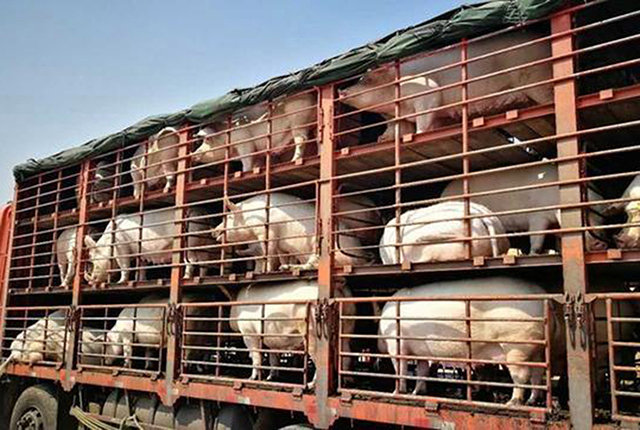 猪价"不牛了",1个月后再次下跌,被冻猪肉"打压"?