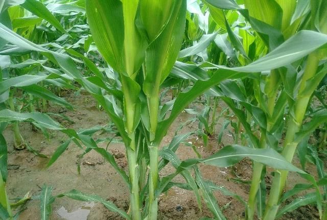 玉米喷施磷酸二氢钾能高产,你知什么时候喷,喷几次吗?