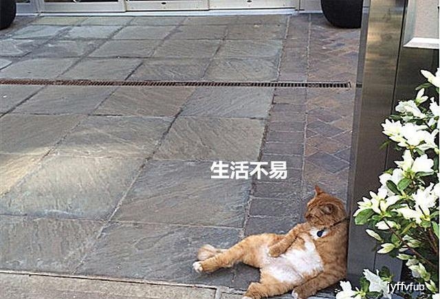 流浪猫无家可归,只好在酒店门口卖萌"装瘫",却因此成了网红