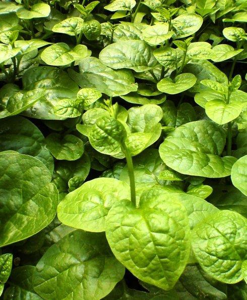 滑菜是一种蔬菜的名字,它还被叫做木耳菜,豆腐菜