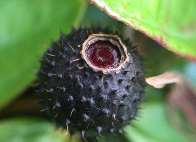 小时候经常吃的山上野果,如今20元一斤成高钙果,农村大把无人吃