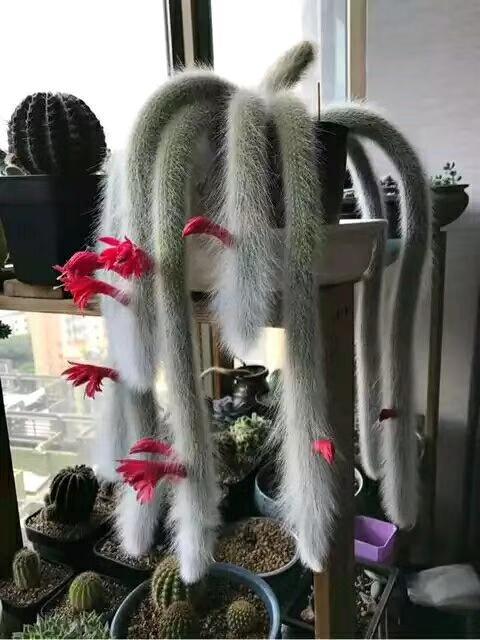 猴尾柱,也叫九尾狐.仙人掌科多肉品种,因其形状像猴子尾巴得名.