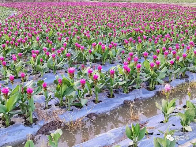 三明市郊又一大片花海要盛放!|万寿岩|万寿岩遗址|三明_新浪新闻