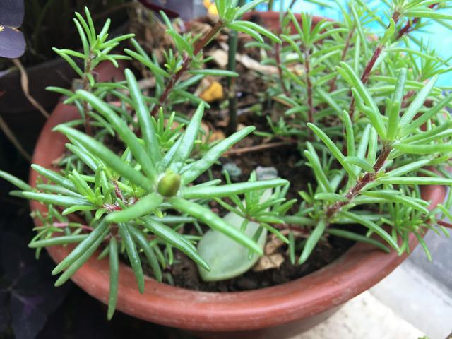 松叶牡丹在夏季,做到"1多1少",花多色艳,植株矮壮