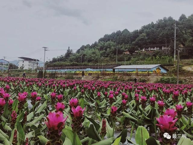 三明市郊又一大片花海要盛放!|万寿岩|万寿岩遗址|三明_新浪新闻
