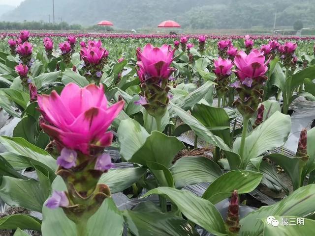 三明市郊又一大片花海要盛放!|万寿岩|万寿岩遗址|三明_新浪新闻