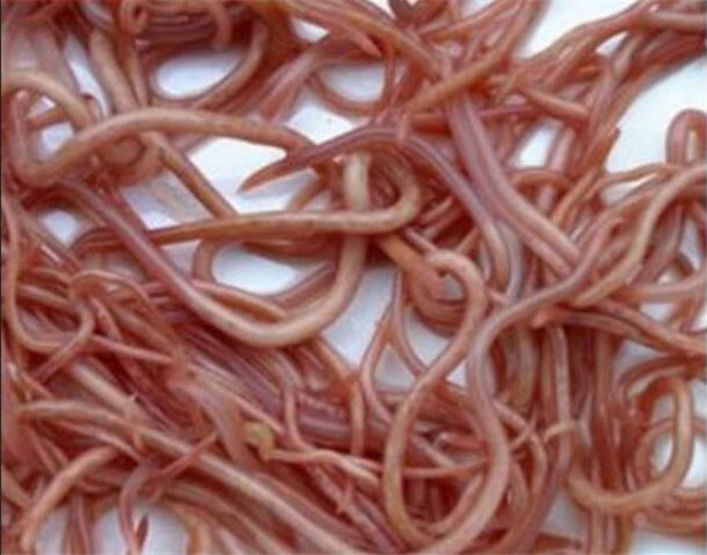 4岁女儿经常肚子疼,妈妈以为是着凉,医生:幸好来得及时|蛔虫|女儿|小