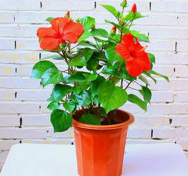 盆栽扶桑花,重点在于这样修剪,可保持株型美,年年多开花