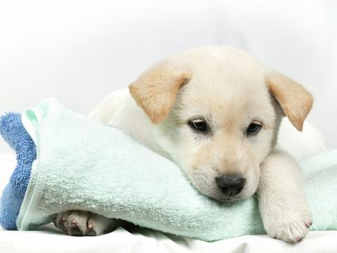 狗狗经常喘气 像呼吸不过来是什么回事 该怎么应对