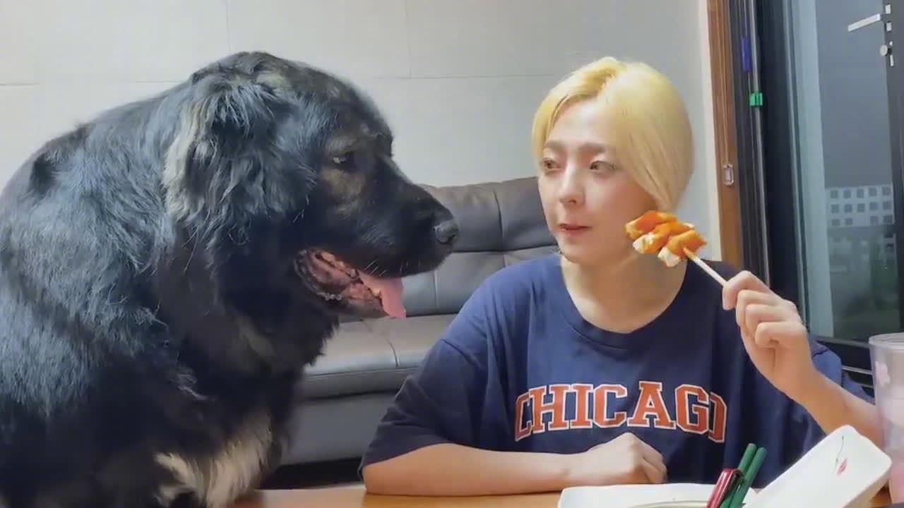 聪明的狗子自己打开水龙头喝水喝够了关水这也太人精了
