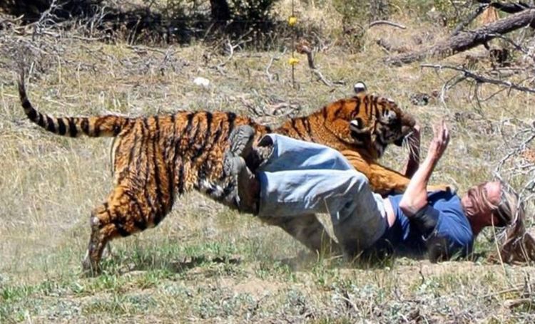 男子为亲近老虎,拿生肉调戏去调戏,发生的事让人替他捏把冷汗!