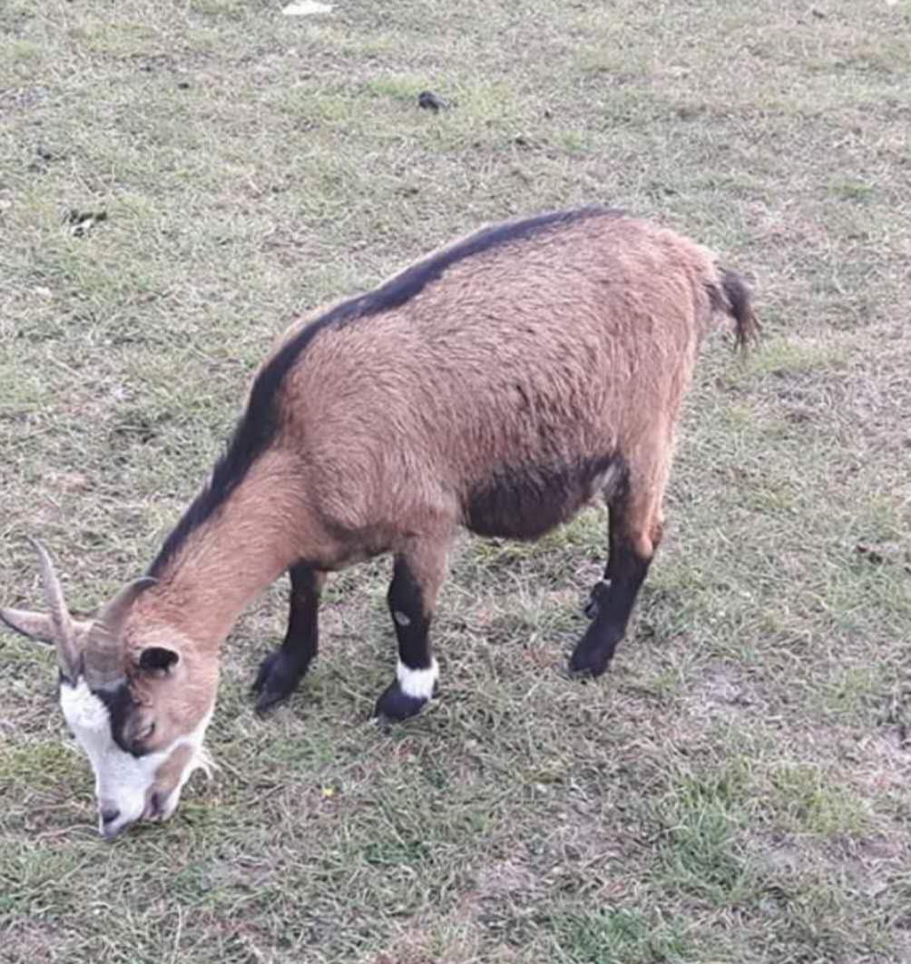 世界上最小的山羊侏儒羊价值5万贵不贵