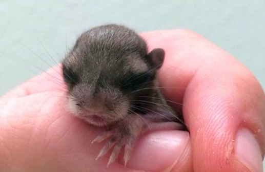 看起来像是动物的幼崽,但是由于太小了根本辨别不出,善良的他连忙拿