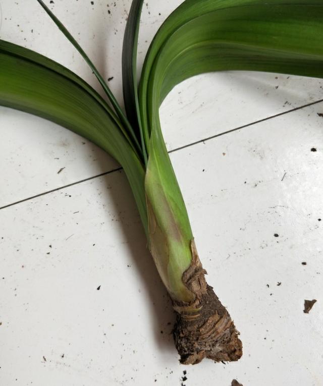 君子兰烂根初期如果发现的早,脱盆剪掉腐烂部分,消毒后重新置土栽培