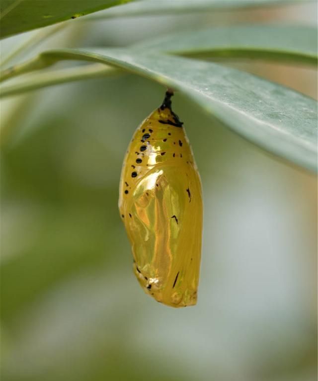 我于伏天蜕入蛹里我的梦是破茧成蝶