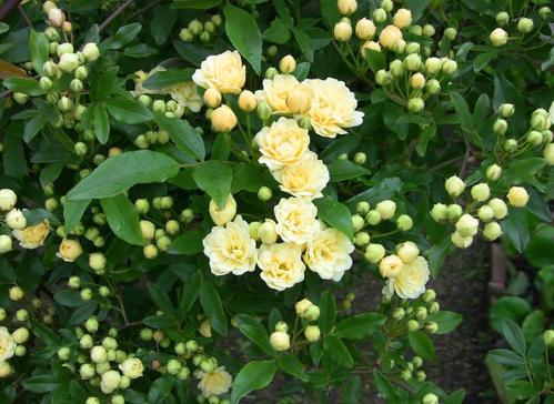 阳台再小,也要养一棵它,养3年爬满墙,微风吹过阵阵花香