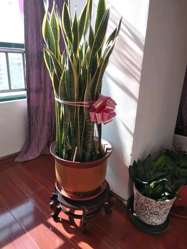 奶奶养了20年的虎皮兰超大花盆都挤不下爆盆秘诀有3个