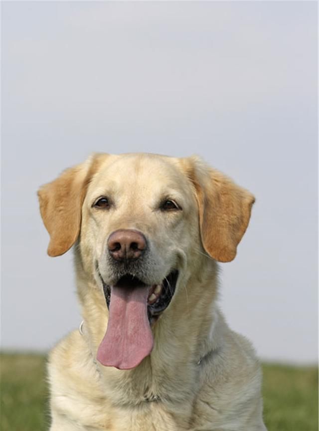 温柔可爱还省心|狗狗|阿拉斯加犬|犬种_新浪新闻