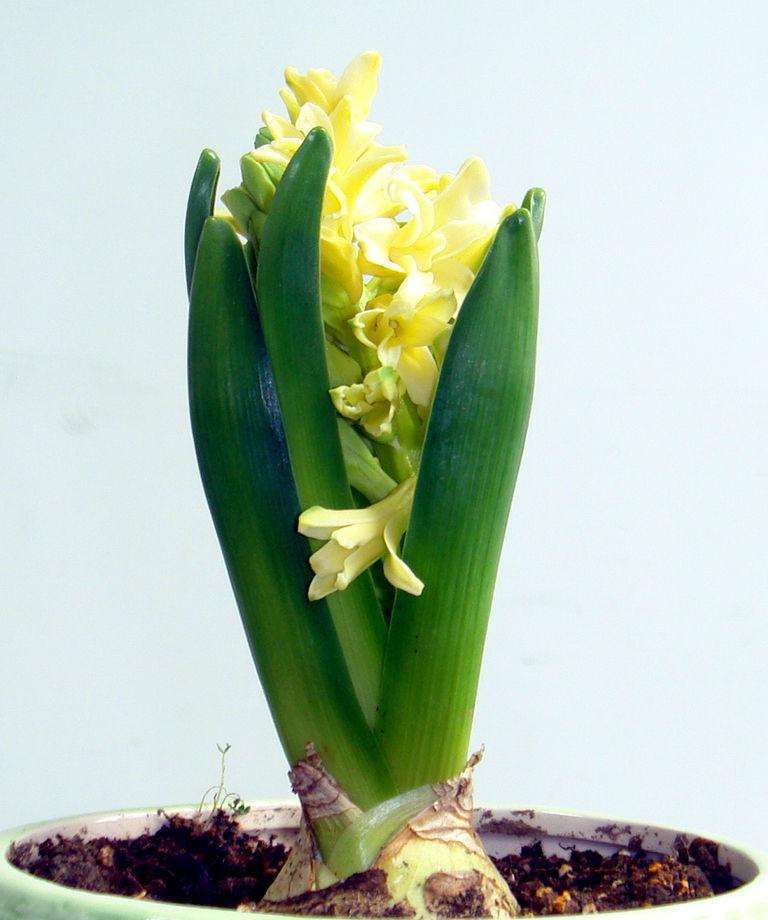 夏天风信子叶子全黄了,别扔,处理一下恢复生机!