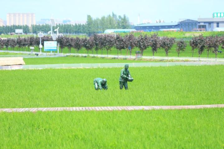 大米品牌排行_五常大米蝉联大米类全国第一