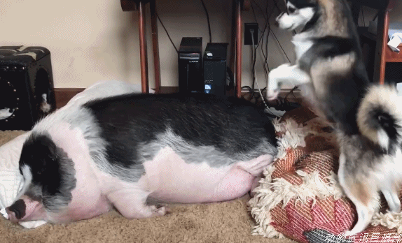 574_348gif 动态图 动图