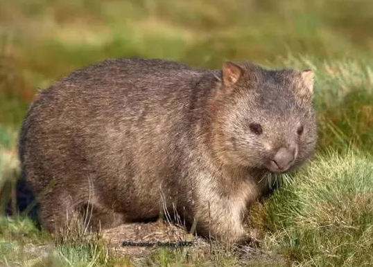 男子去澳大利亚野外旅游,突然发现前面有只"大肥鼠",眼,耳均小,身体
