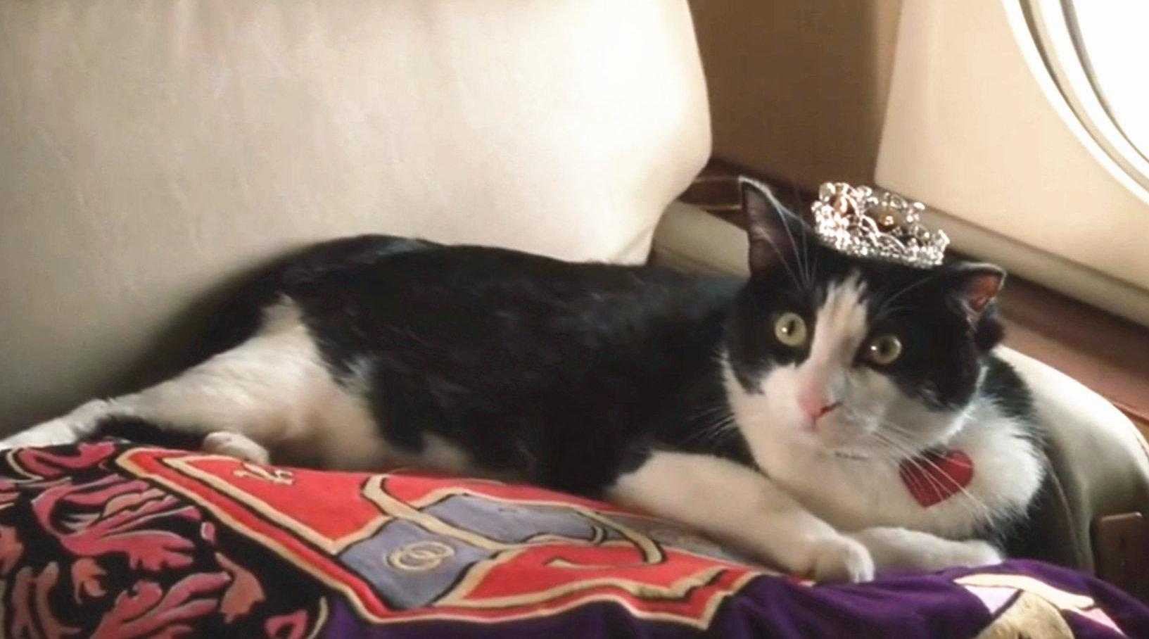 速看《公主日记》,丑小鸭摇身一变公主,连宠物猫也走上了巅峰
