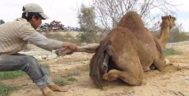 眼见自家骆驼难产, 小伙赶紧上前帮忙, 几下子就将小骆驼拽出来!