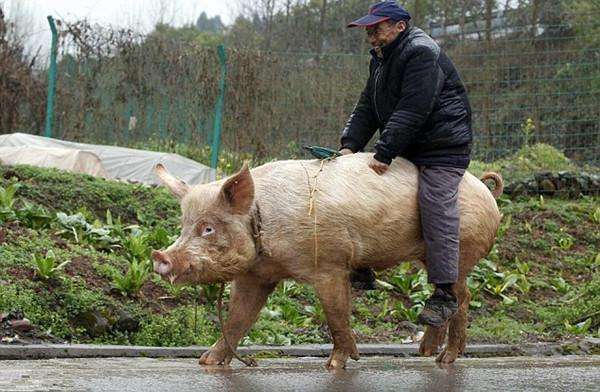 68岁老人因身体原因骑猪出行30年,在公路上与suv并驾齐驱