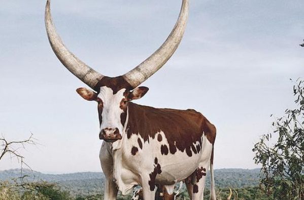 当地最古老的牛之一,如今已经有上千年的历史了,算是史前牛类的一种