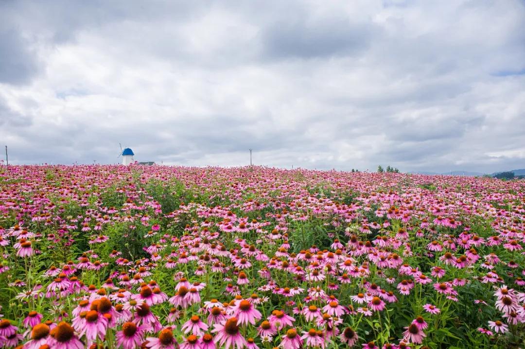 引人注目松果菊迎着骄阳肆意生长松 果 菊编辑编辑五六朵小花聚在一起