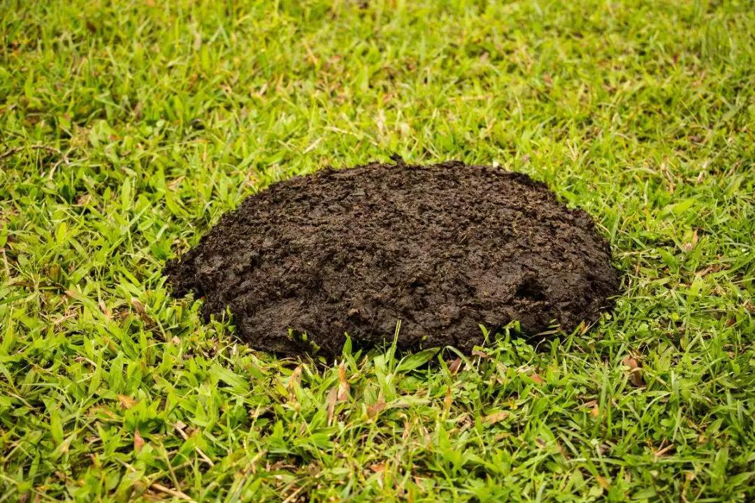 你买的有机肥什么造的?不懂这些你的钱就白花了!