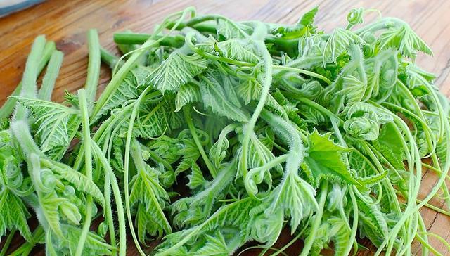 这才是南瓜尖最好吃的做法5分钟就能出锅开胃解馋有营养