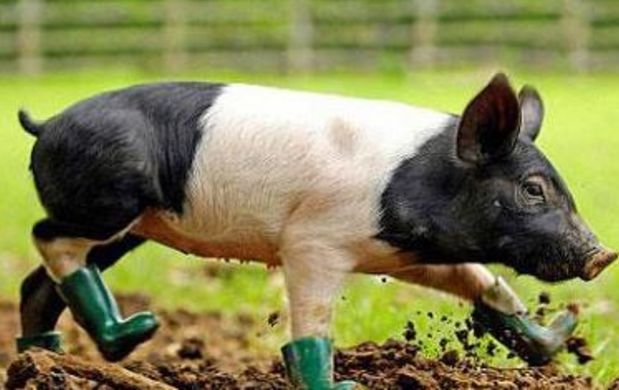 大姐家里生了一只特爱干净的猪,网友表示它是处女座|大姐|处女座|小猪