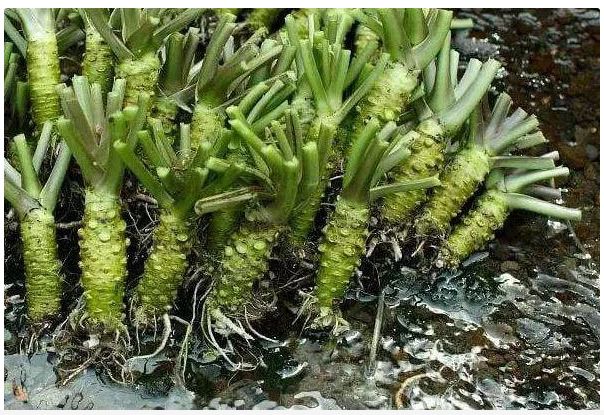 山葵,学名叫山萮菜,是一种生长于海拔1300-2500米高寒区的珍惜辛香