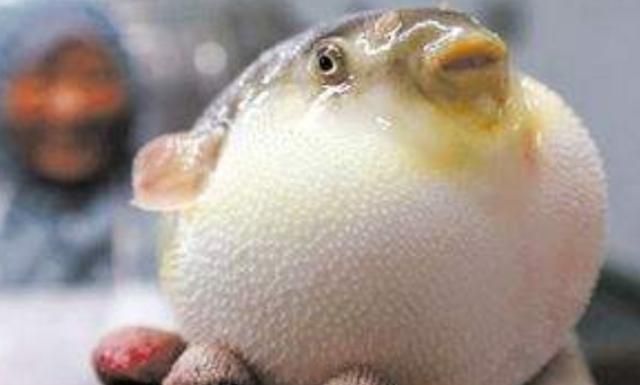 泰国大叔处理河豚太厉害,魔鬼刀工"活切"鱼肉,日本网友:佩服