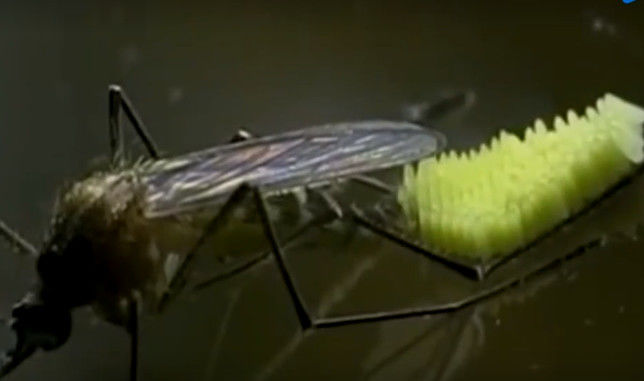 男子用显微镜实拍蚊子产卵全过程,这一幕却让所有人看傻眼了
