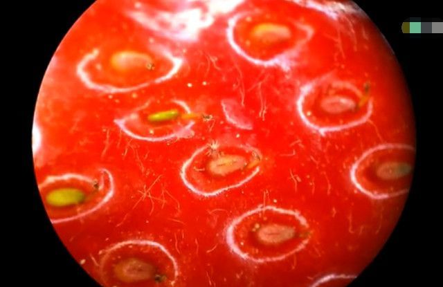 男子将草莓在显微镜下放大一百倍,接下来的一幕让所有人傻眼了