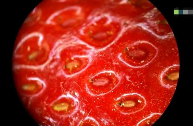 男子将草莓在显微镜下放大一百倍,接下来的一幕让所有人傻眼了