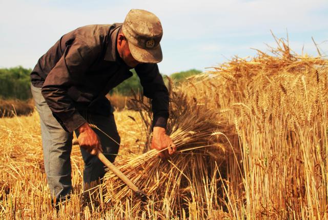 粮价低迷,农民根本没钱赚,为何中国还要大量进口小麦?