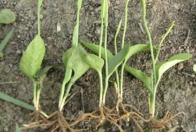 1种野草人称"一支箭",株型小,叶片少,殊不知值钱,请珍惜!