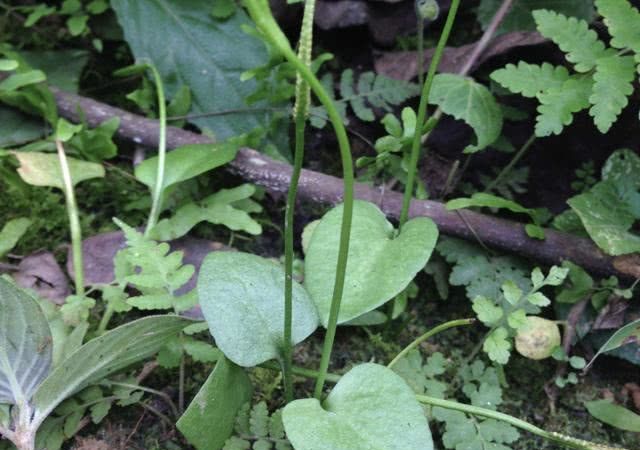 1种野草人称"一支箭",株型小,叶片少,殊不知值钱,请珍惜!