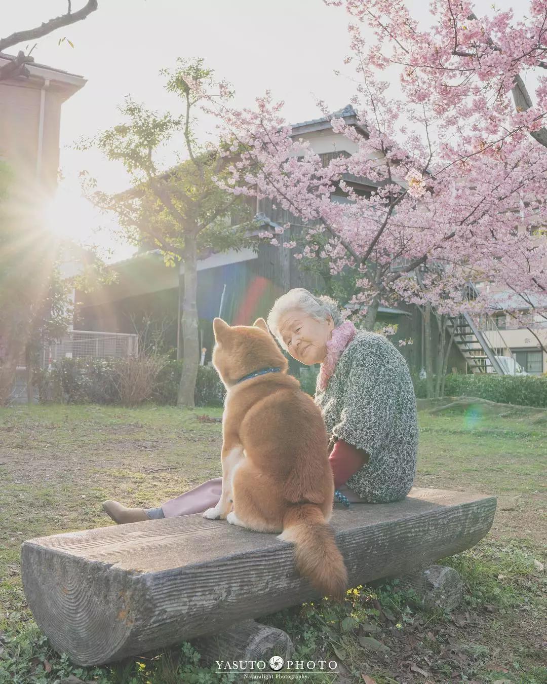 樱花树下86岁奶奶和柴犬一组照片,暖哭12万网友