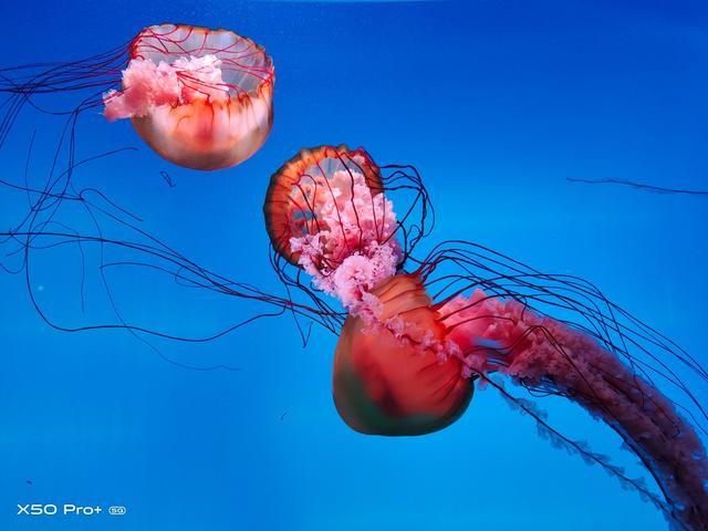 用vivox50pro拍了一组水母大家感觉这效果如何