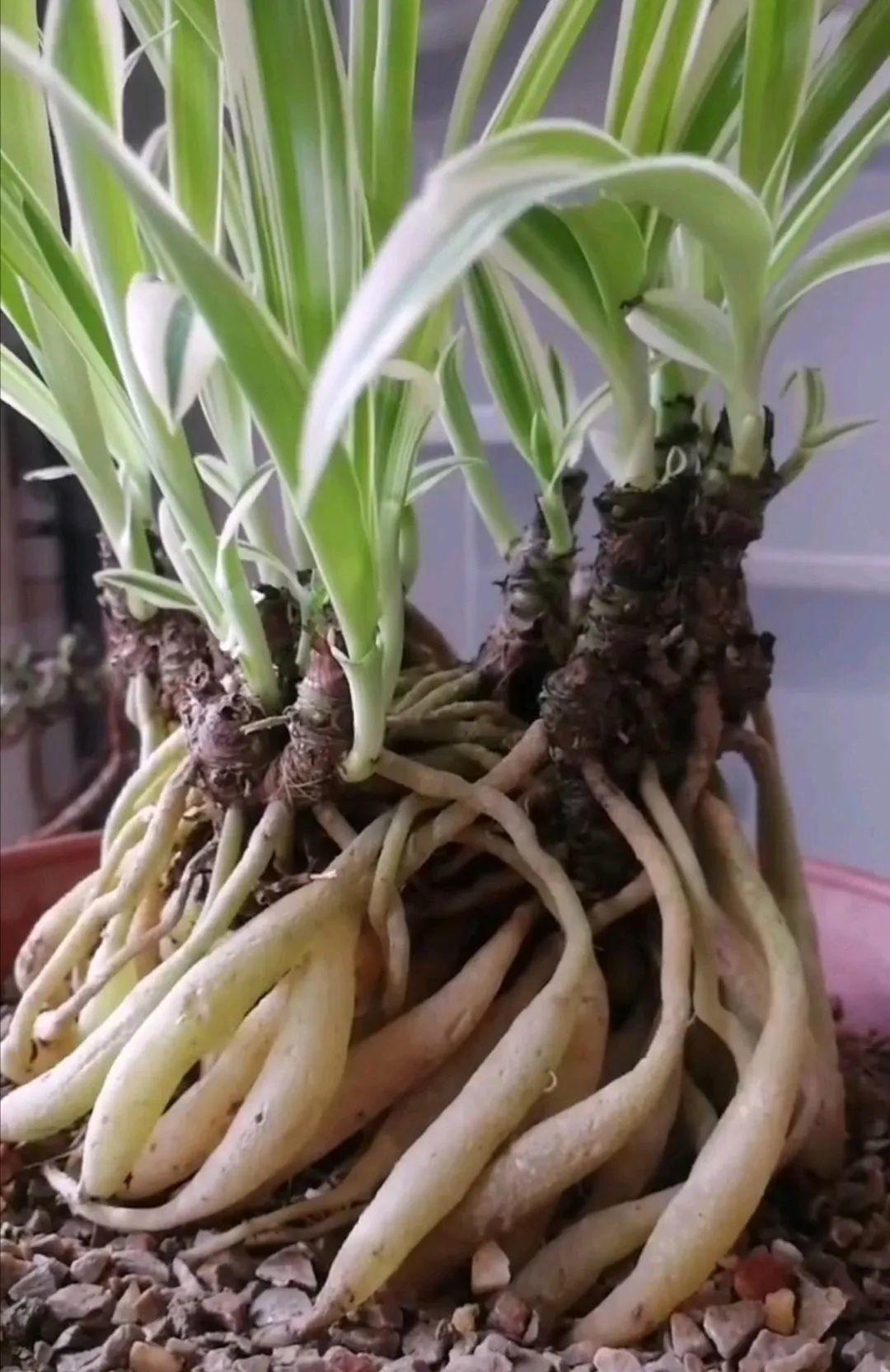 吊兰|根系|花盆_新浪新闻