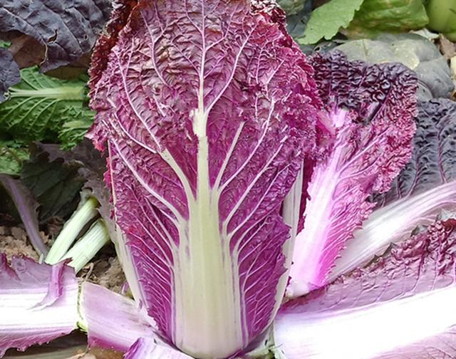 一斤卖到5块钱,华丽蜕变,农民种植首选|紫色|蜕变|大白菜_新浪新闻