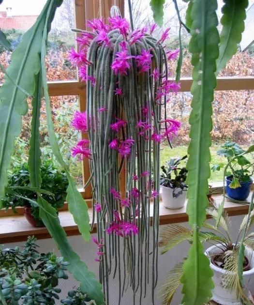 石笔虎尾兰,开白色小花,叶形奇特,适宜家庭盆栽.