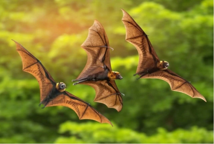 最新研究发现传说中寒号鸟并不是鸟而是一种神奇的动物