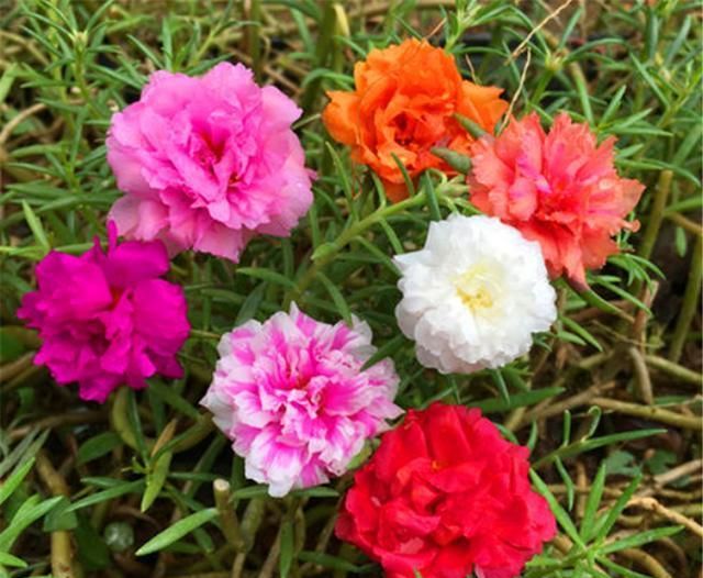 太阳花每年种太麻烦?选对品种,年年开花,花朵硕大颜色绚丽